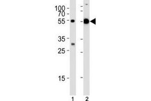 Western Blotting (WB) image for anti-Tubulin, alpha 1c (TUBA1C) (AA 414-441) antibody (ABIN3029334)