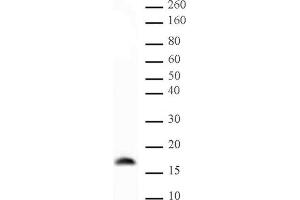 Histone H3 trimethyl Lys9 mAb (Clone 2AG-6F12-H4) tested by Western blot. (Histone 3 抗体  (H3K9me3))