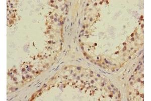 Immunohistochemistry of paraffin-embedded human testis tissue using ABIN7161348 at dilution of 1:100 (CHRNA6 抗体  (AA 26-239))