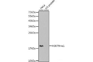 Western blot analysis of extracts of various cell lines using MonoMethyl-Histone H3-K79 Polyclonal Antibody. (Histone 3 抗体  (meLys79))