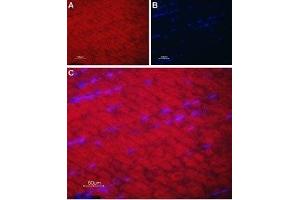 Expression of SERCA1 in rat skeletal muscle - Immunohistochemical staining of rat skeletal muscle paraffin-embedded sections using Anti-SERCA1 Antibody (ABIN7042953 and ABIN7044150), followed by goat anti-rabbit-AlexaFluor-594 secondary antibody. (ATP2A1/SERCA1 抗体  (Cytosolic, N-Term))
