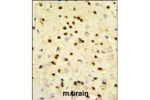 EBP1 Antibody (Center) (ABIN389363 and ABIN2839466) IHC analysis in formalin fixed and paraffin embedded mouse brain tissue followed by peroxidase conjugation of the secondary antibody and DAB staining. (PA2G4 抗体  (AA 228-255))