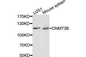 Western blot analysis of extracts of U251 and mouse spleen cells, using DNMT3B antibody. (DNMT3B 抗体)