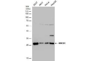 WB Image HMGB1 antibody detects HMGB1 protein by western blot analysis. (HMGB1 抗体)