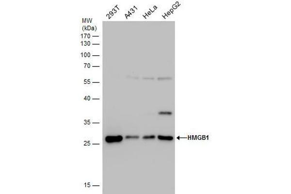 HMGB1 anticorps