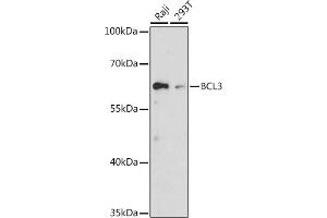 BCL3 抗体  (AA 300-400)