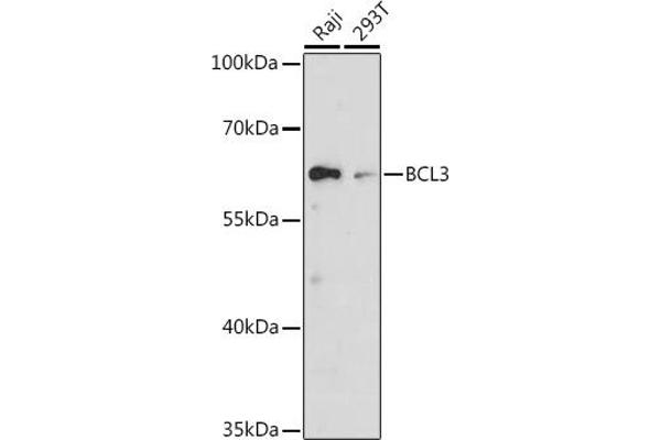 BCL3 抗体  (AA 300-400)