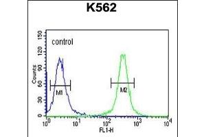 HSP90B1 Antibody (N-term) (ABIN651092 and ABIN2840067) flow cytometric analysis of K562 cells (right histogram) compared to a negative control cell (left histogram).