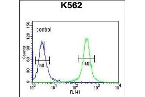 HSP90B1 Antibody (N-term) (ABIN651092 and ABIN2840067) flow cytometric analysis of K562 cells (right histogram) compared to a negative control cell (left histogram). (GRP94 抗体  (N-Term))
