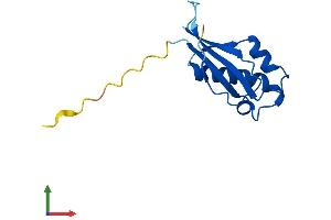 Protein Structure (PS) image for Ribosomal Protein L31 (RPL31) (AA 1-125) protein (His tag) (ABIN7551435)