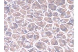 Immunohistochemistry (IHC) image for anti-Peptidylprolyl Isomerase F (PPIF) (AA 44-192) antibody (ABIN7440215)