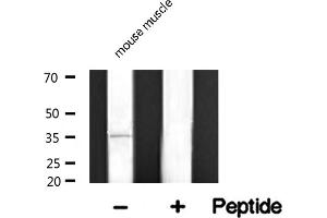 Western blot analysis of TACD2 expression in mouse muscle lysate (TACSTD2 抗体  (Internal Region))
