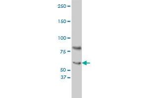 CRY1 monoclonal antibody (M01), clone 4H4-1C4 Western Blot analysis of CRY1 expression in Hela S3 NE .