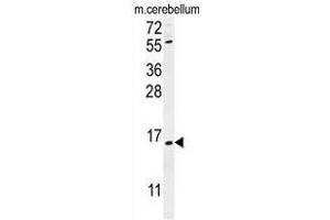 ANR39 Antibody (C-term) western blot analysis in mouse cerebellum tissue lysates (35µg/lane).