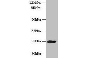 Western blot All lanes: GH2 antibody at 16 μg/mL + Mouse skeletal muscle tissue Secondary Goat polyclonal to rabbit IgG at 1/10000 dilution Predicted band size: 25, 29, 24, 28 kDa Observed band size: 25 kDa (Growth Hormone 2 抗体  (AA 27-217))