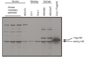 Image no. 1 for anti-Eukaryotic Translation Initiation Factor 3 Subunit E (EIF3E) (C-Term) antibody (ABIN401422) (EIF3E 抗体  (C-Term))