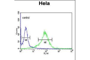 Flow cytometric analysis of Hela cells (right histogram) compared to a negative control cell (left histogram). (LUM 抗体  (N-Term))
