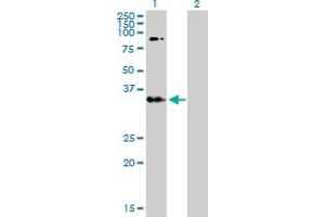 Western Blot analysis of ERBB3 expression in transfected 293T cell line by ERBB3 MaxPab polyclonal antibody. (ERBB3 抗体  (AA 1-331))