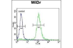 Flow cytometric analysis of WiDr cells (right histogram) compared to a negative control cell (left histogram). (TRKA 抗体)
