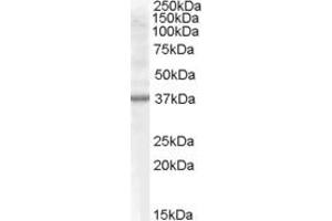 Western Blotting (WB) image for anti-Component of Oligomeric Golgi Complex 6 (COG6) (C-Term) antibody (ABIN2787226) (COG6 抗体  (C-Term))