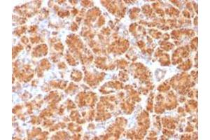 Immunohistochemical staining (Formalin-fixed paraffin-embedded sections) of human pancreas with CLTA/CLTB monoclonal antibody, clone CLC/1421 . (CLTA 抗体  (N-Term))