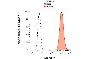 CD70 抗体  (PE)