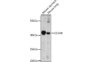 Western blot analysis of extracts of various cell lines, using CCKAR antibody (ABIN7266339) at 1:1000 dilution. (CCKAR 抗体  (AA 100-200))