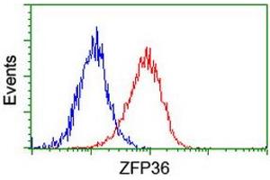 Flow cytometric Analysis of Hela cells, using anti-ZFP36 antibody (ABIN2454210), (Red), compared to a nonspecific negative control antibody, (Blue). (ZFP36 抗体)