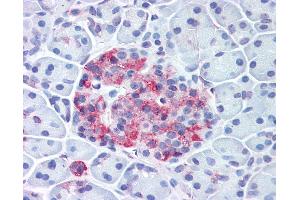 Anti-WNT10A antibody IHC of human pancreas, islet. (WNT10A 抗体  (Internal Region))