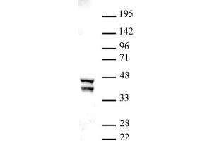 SIRT2 antibody (pAb) tested by Western blot. (SIRT2 抗体  (C-Term))