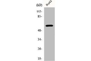 Western Blot analysis of HepG2 cells using ERK 8 Polyclonal Antibody (MAPK15 抗体)