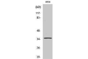 Western Blotting (WB) image for anti-Olfactory Receptor 2K2 (OR2K2) (C-Term) antibody (ABIN3186065) (OR2K2 抗体  (C-Term))