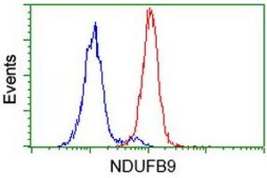 Flow cytometric Analysis of Hela cells, using anti-NDUFB9 antibody (ABIN2454384), (Red), compared to a nonspecific negative control antibody, (Blue).