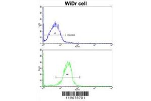 Flow cytometric analysis of widr cells using AADAC Antibody (bottom histogram) compared to a negative control cell (top histogram). (AADAC 抗体  (C-Term))