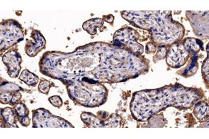 Detection of ITGaV in Human Placenta Tissue using Polyclonal Antibody to Integrin Alpha V (ITGaV) (CD51 抗体  (AA 560-744))