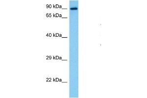 Host:  Mouse  Target Name:  STAT1  Sample Tissue:  Mouse Pancreas  Antibody Dilution:  1ug/ml (STAT1 抗体  (N-Term))