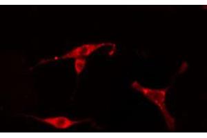 ABIN6274771 staining HeLa cells by IF/ICC. (RPL18 抗体)
