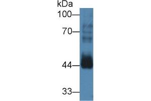 Western blot analysis of Mouse Testis lysate, using Human CCNB2 Antibody (3 µg/ml) and HRP-conjugated Goat Anti-Rabbit antibody ( (Cyclin B2 抗体  (AA 58-398))