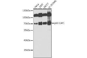 Western blot analysis of extracts of various cell lines, using p60 C antibody  at 1:1000 dilution. (CHAF1B 抗体  (AA 270-559))