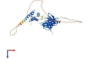PYHIN1 Protein (AA 1-420) (His tag)