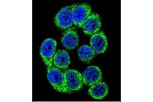 Confocal immunofluorescent analysis of HYOU1 Antibody (Center) (ABIN391486 and ABIN2841454) with 293 cell followed by Alexa Fluor 488-conjugated goat anti-rabbit lgG (green). (HYOU1 抗体  (AA 274-303))