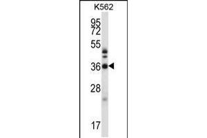 Western blot analysis in K562 cell line lysates (35ug/lane). (CrkL 抗体  (N-Term))
