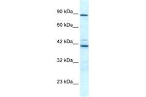 Western Blotting (WB) image for anti-T-Box 5 (TBX5) antibody (ABIN2460713) (T-Box 5 抗体)