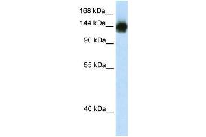 WB Suggested Anti-TIMELESS Antibody Titration:  2. (TIMELESS 抗体  (N-Term))
