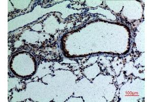 Immunohistochemistry (IHC) analysis of paraffin-embedded Rat Lung, antibody was diluted at 1:100. (FGF18 抗体  (C-Term))
