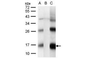 Image no. 2 for anti-CG1458 (CG1458) (AA 1-133) antibody (ABIN1496301) (CG1458 抗体  (AA 1-133))