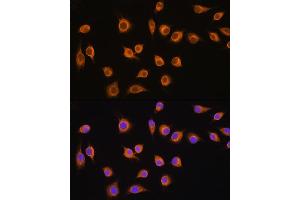 Immunofluorescence (IF) image for anti-Solute Carrier Family 20 (Phosphate Transporter), Member 1 (SLC20A1) (AA 257-356) antibody (ABIN1682754)