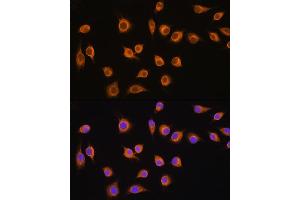 Immunofluorescence analysis of L929 cells using SLC20 antibody (ABIN1682754, ABIN3018562, ABIN3018563 and ABIN6220499) at dilution of 1:100. (SLC20A1 抗体  (AA 257-356))