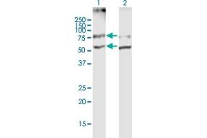 Western Blot analysis of SLC19A2 expression in transfected 293T cell line by SLC19A2 MaxPab polyclonal antibody. (SLC19A2 抗体  (AA 1-497))