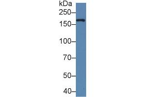 Western Blot; Sample: Bovine Milk; Primary Ab: 5µg/ml Rabbit Anti-Human XDH Antibody Second Ab: 0. (XDH 抗体  (AA 1-300))